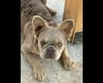 Francuski Buldog zenka 
